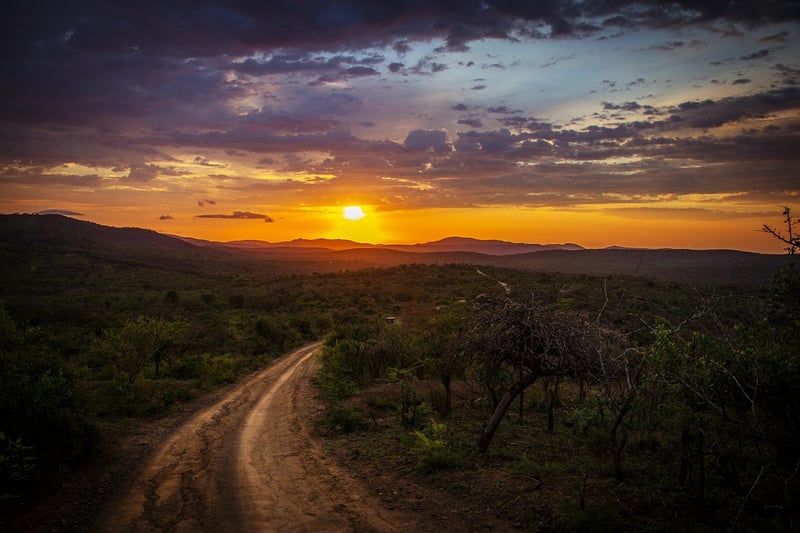 Jungle Trails