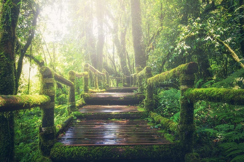 Tropical Jungle