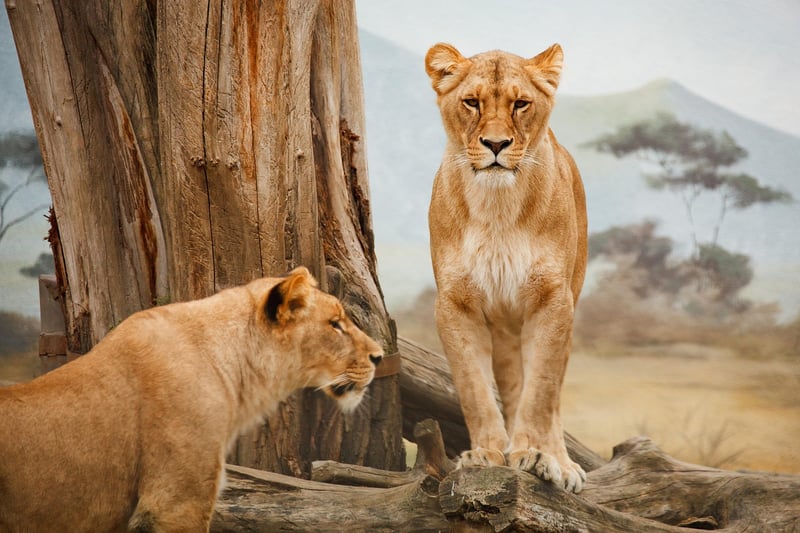 Jungle Safari